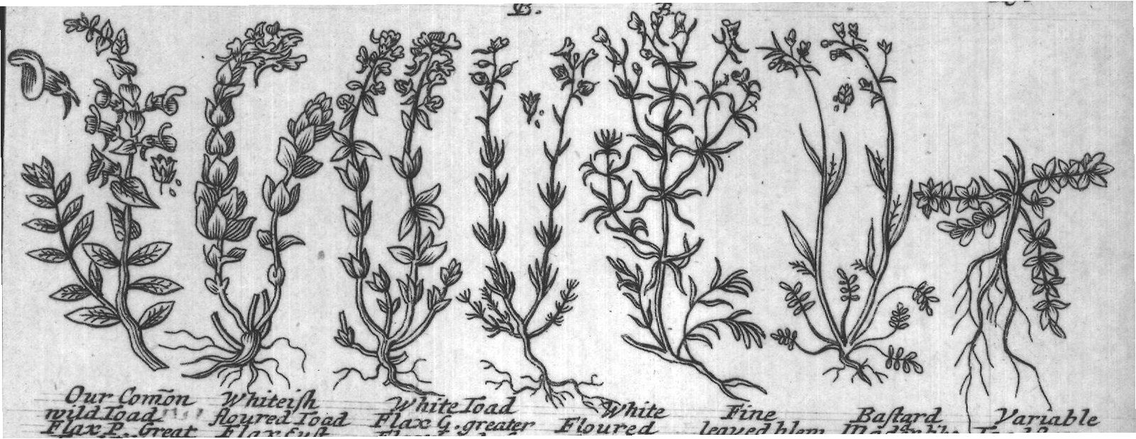 Engraved plant figure: Dalmatian leaved