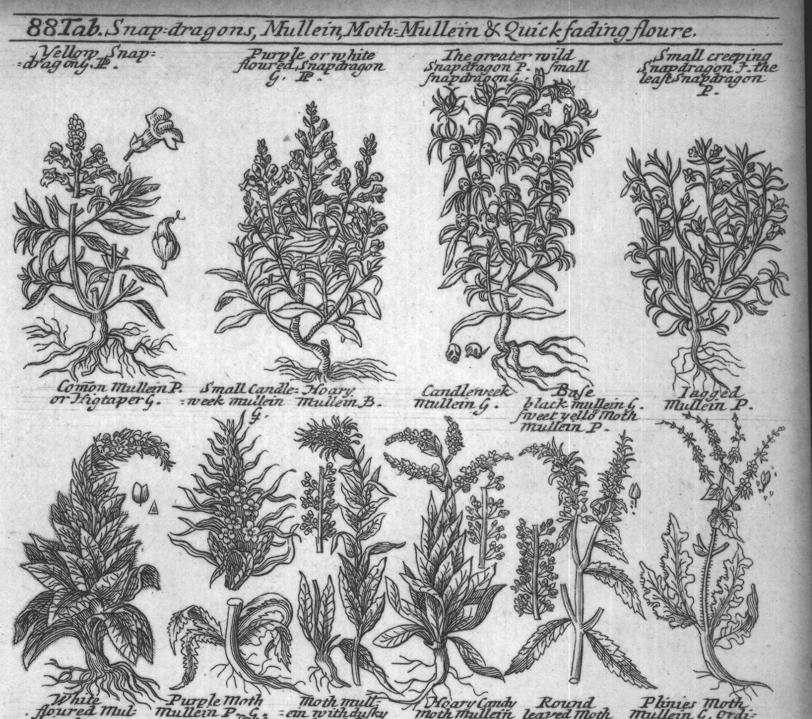 Engraved plant figure: Yellow Snap