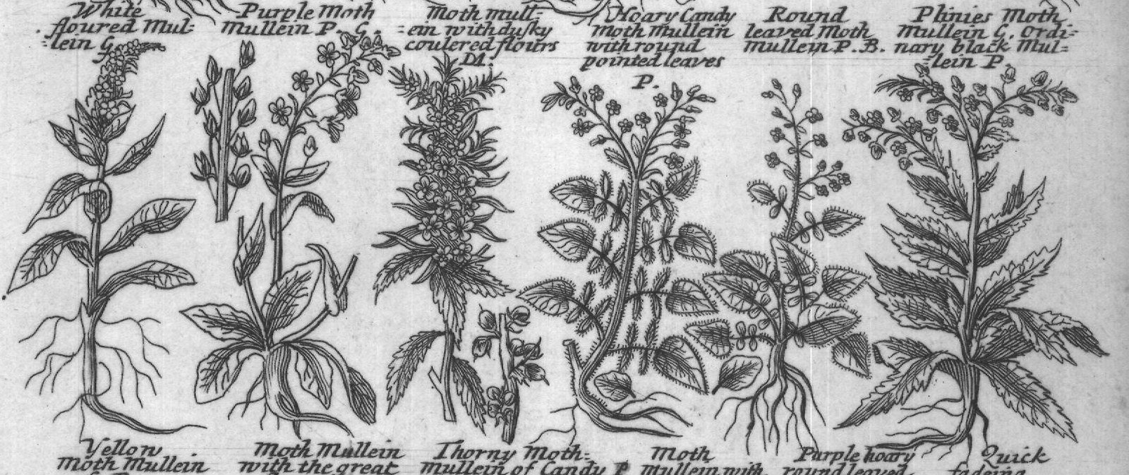 Engraved plant figure: Yellow Snap