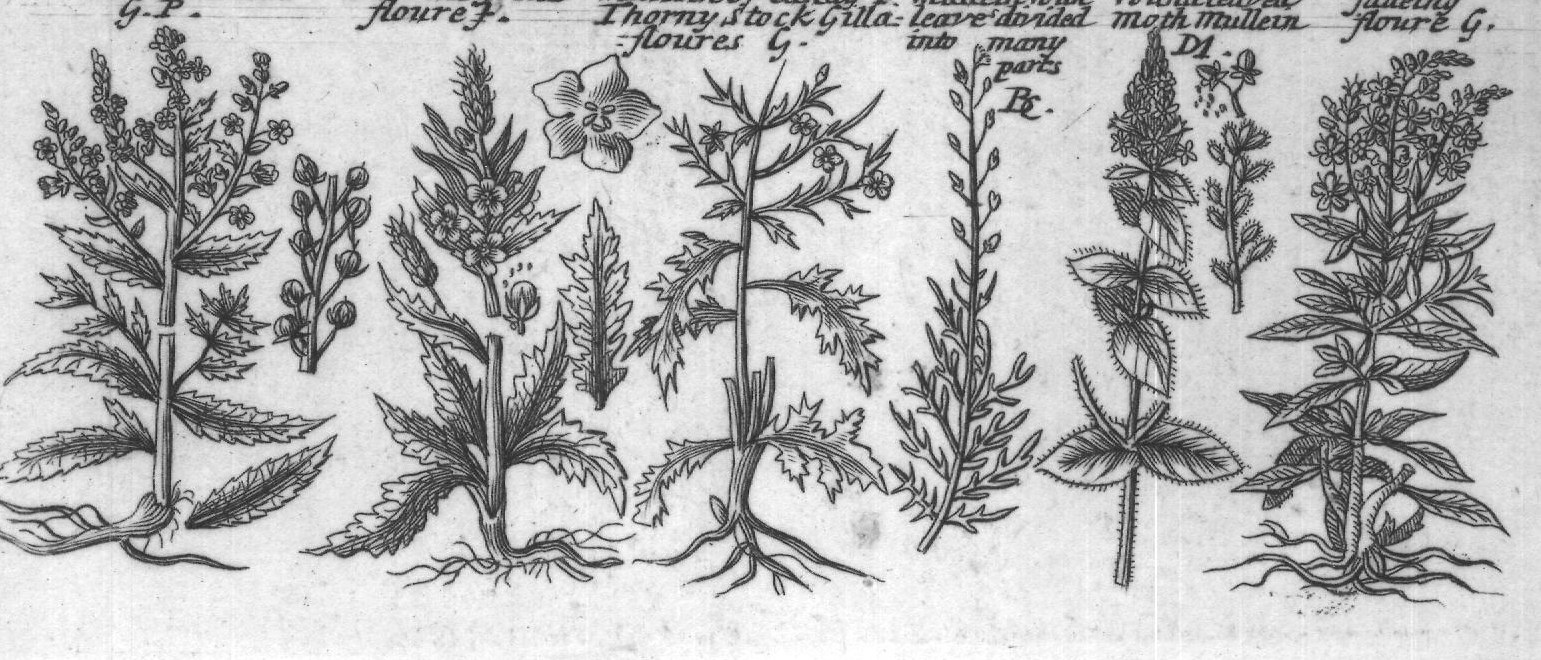 Engraved plant figure: Yellow Snap