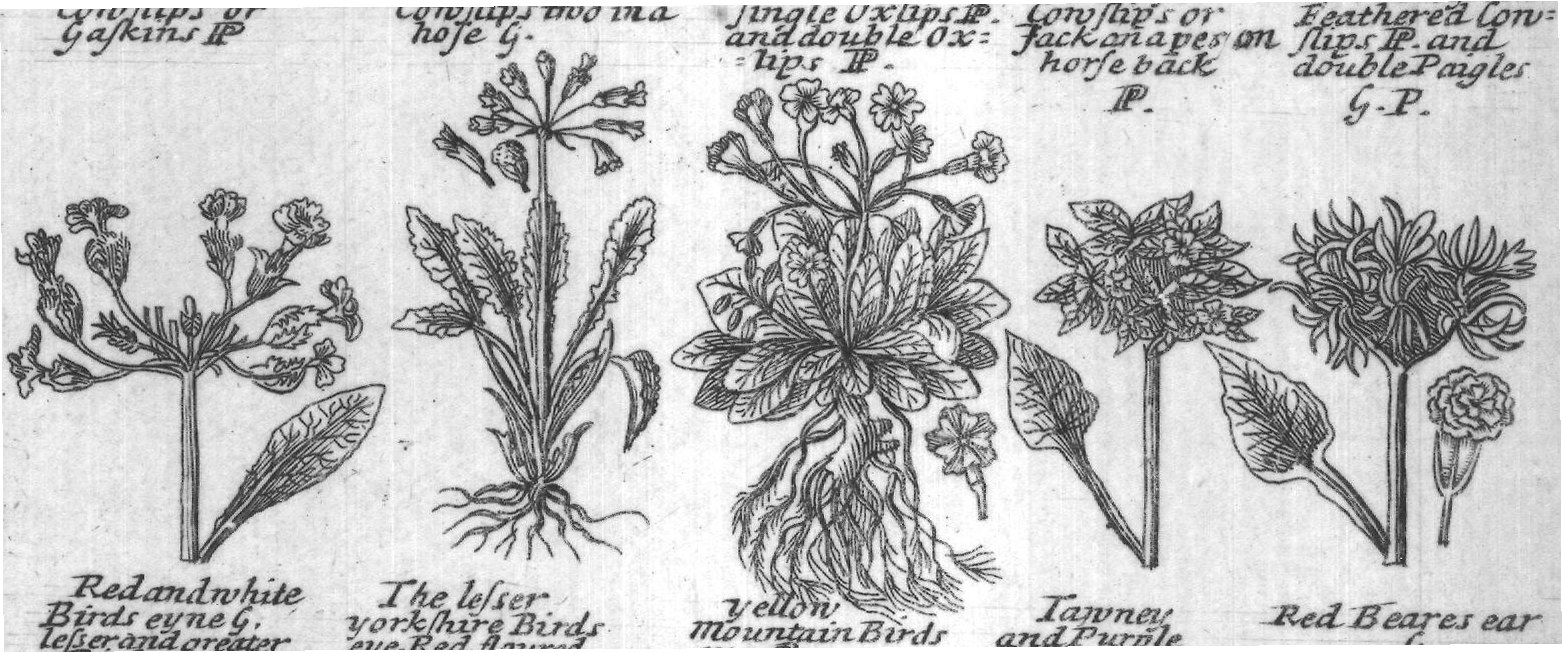 Engraved plant figure: Primrofe P
