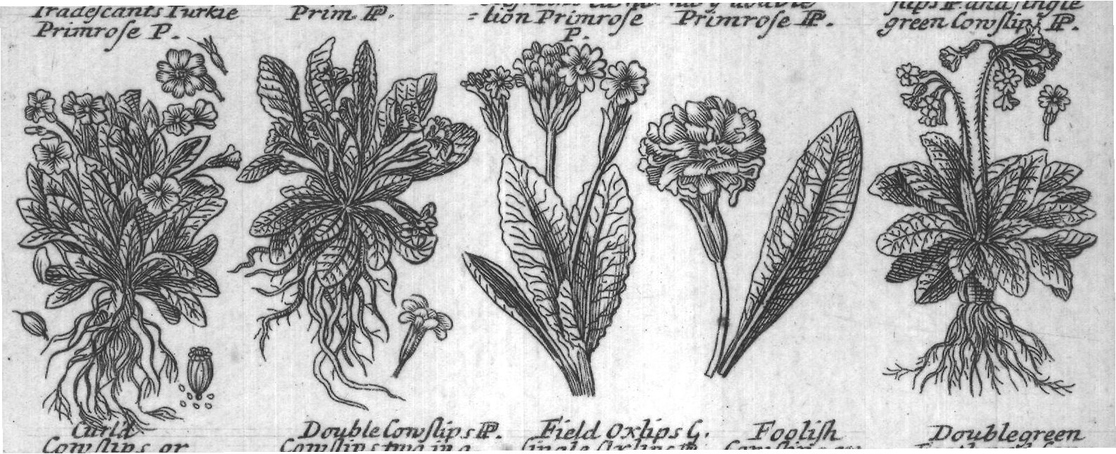 Engraved plant figure: Primrofe P