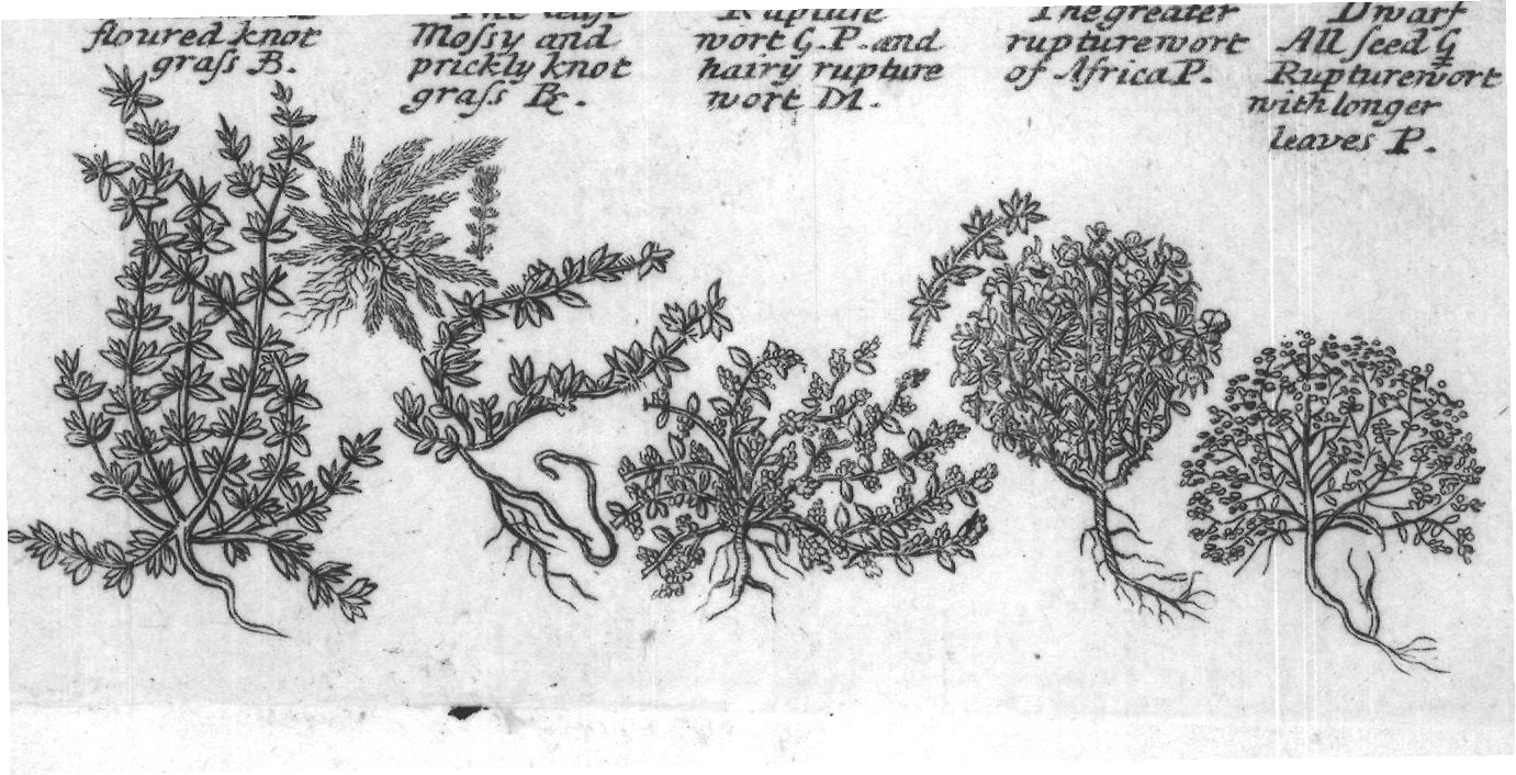 Engraved plant figure: Arfmart P