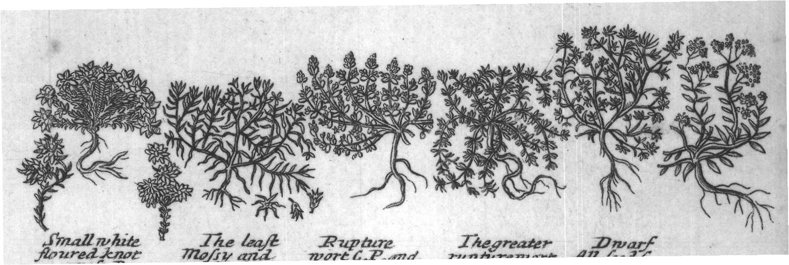 Engraved plant figure: Arfmart P