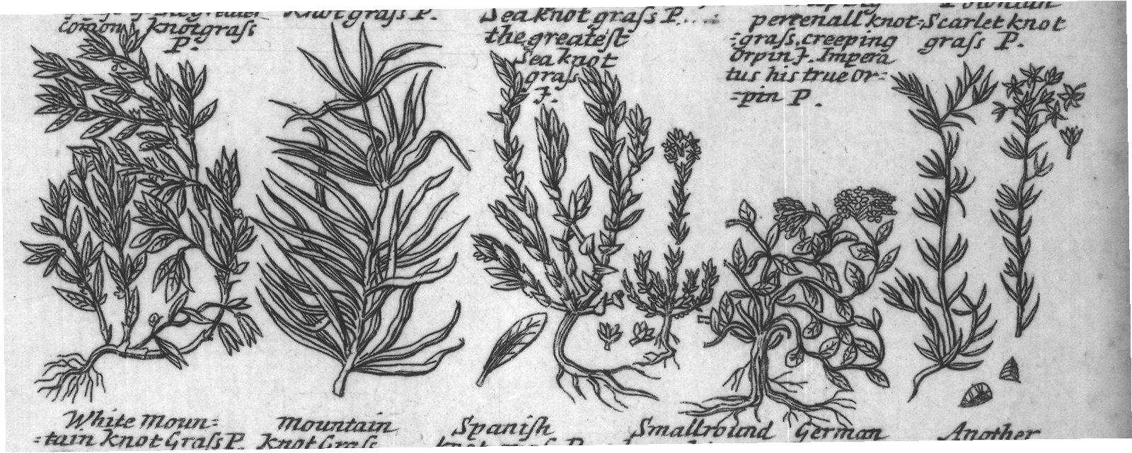 Engraved plant figure: Arfmart P