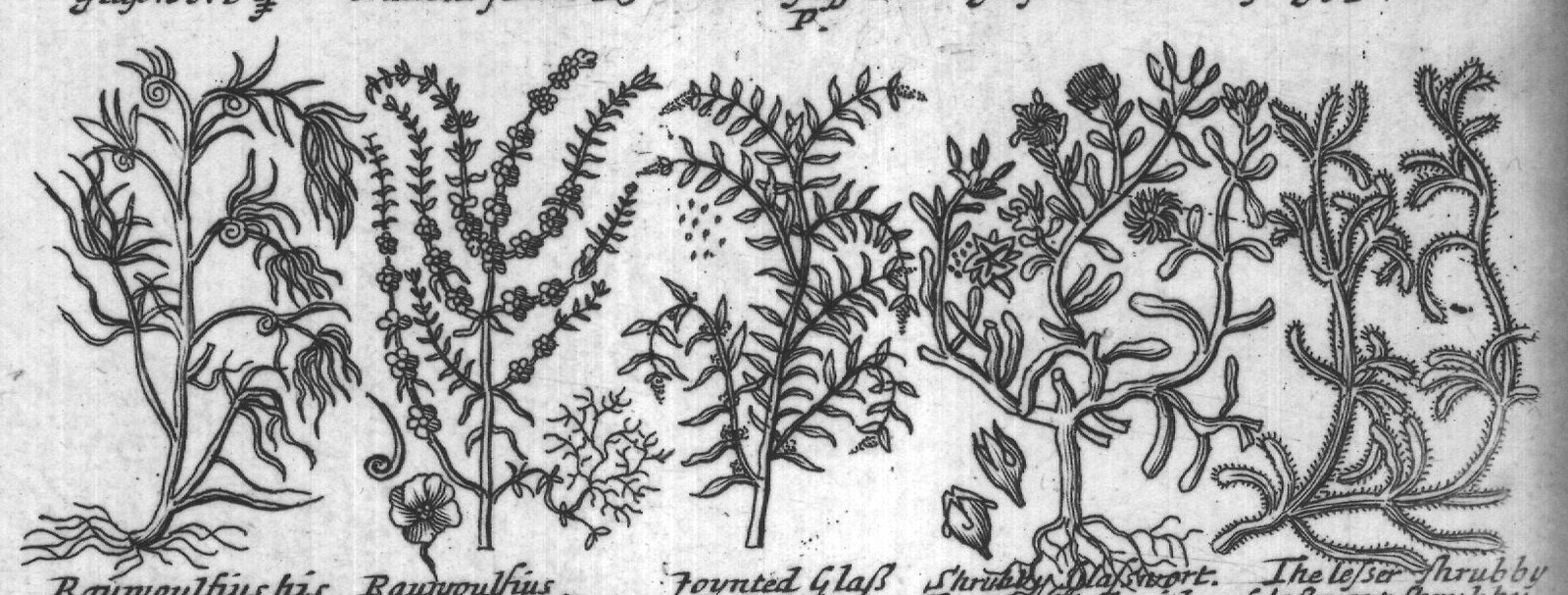 Engraved plant figure: Columna