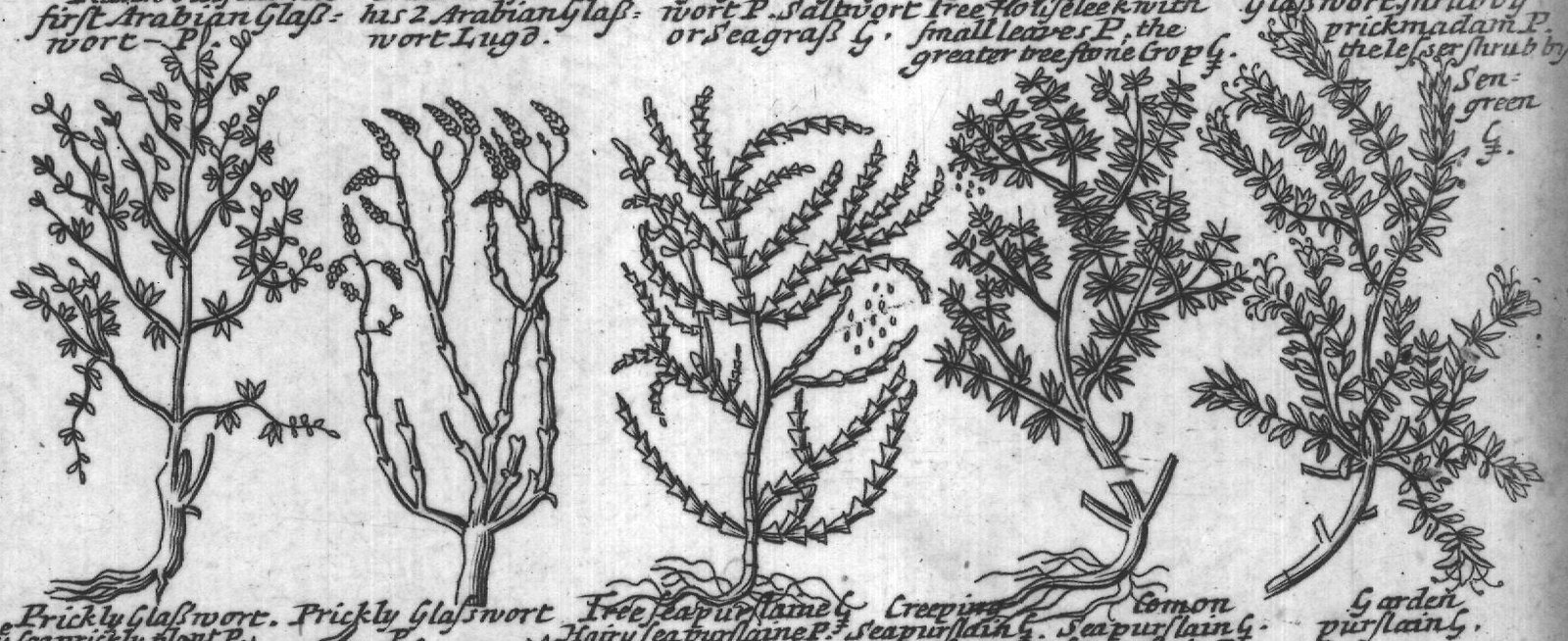 Engraved plant figure: Columna