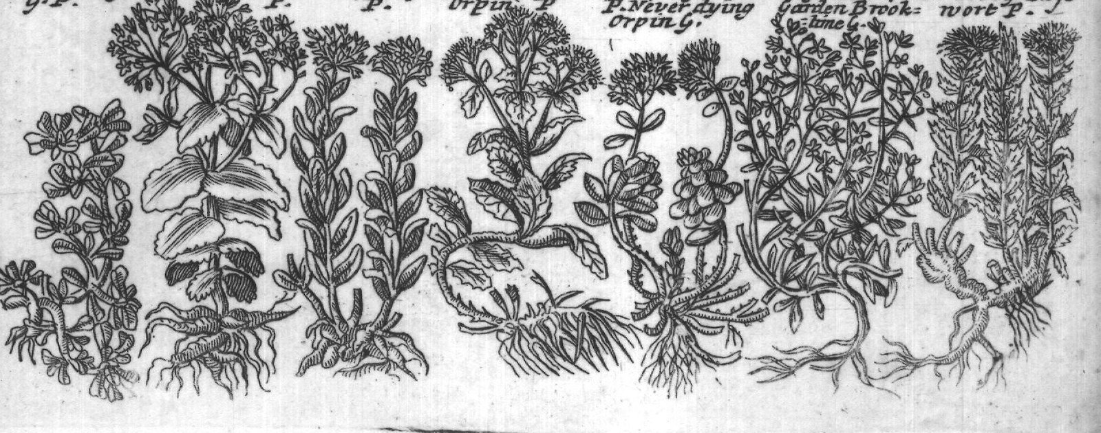 Engraved plant figure: Columna