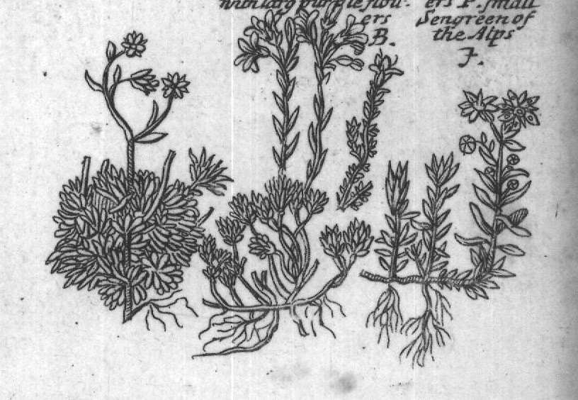 Engraved plant figure: Housleeck P