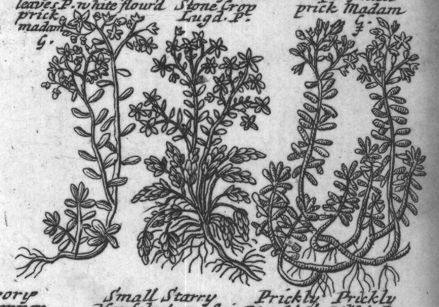 Engraved plant figure: Housleeck P