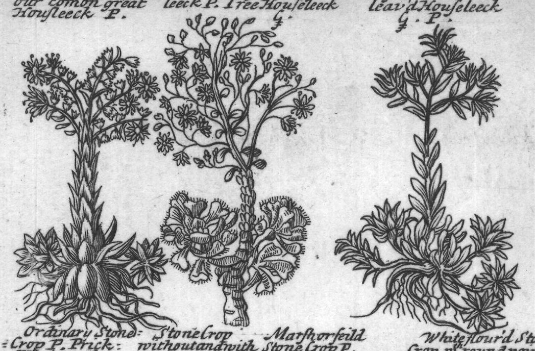 Engraved plant figure: Housleeck P
