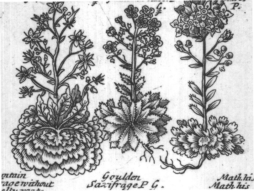 Engraved plant figure: Faire