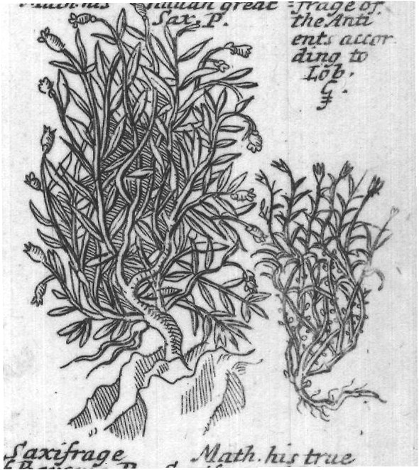 Engraved plant figure: Faire