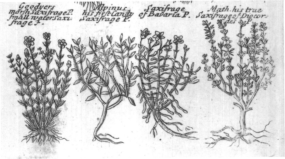 Engraved plant figure: Faire