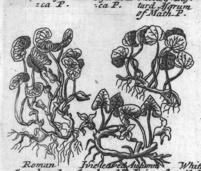 Engraved plant figure: Bound Sow