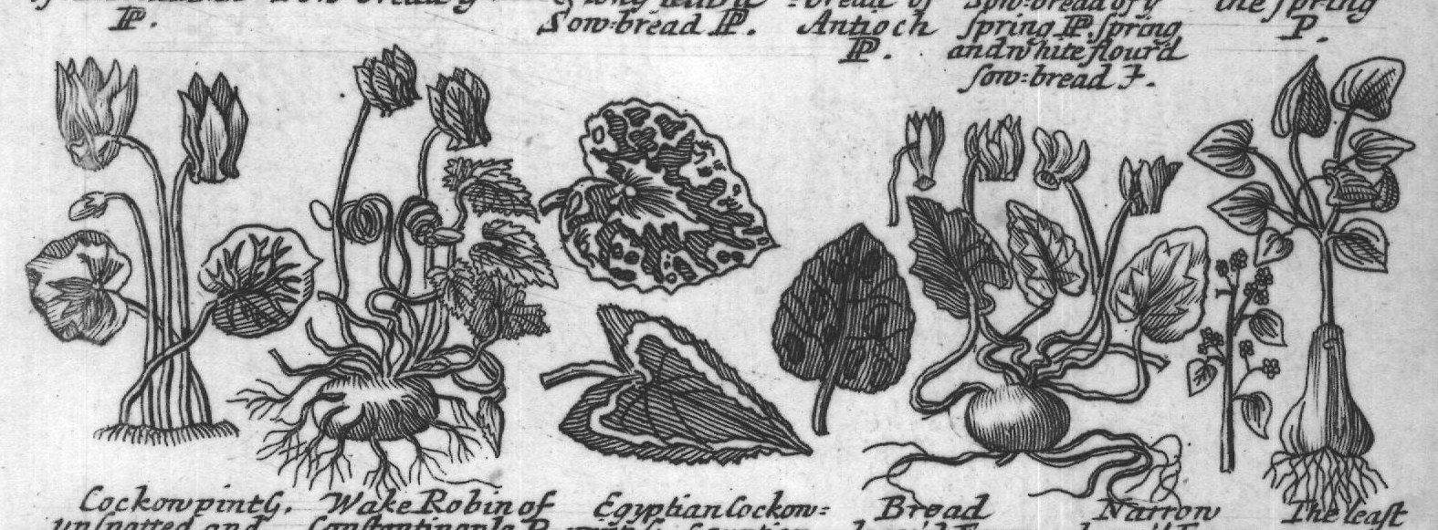 Engraved plant figure: Bound Sow