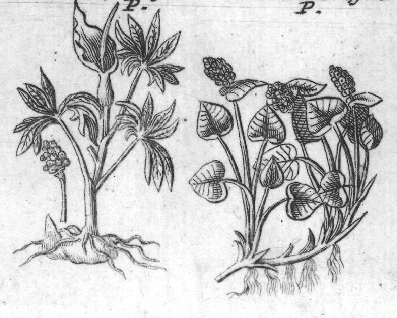 Engraved plant figure: Bound Sow