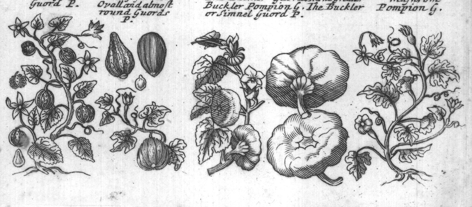 Engraved plant figure: French Pata Virginian
