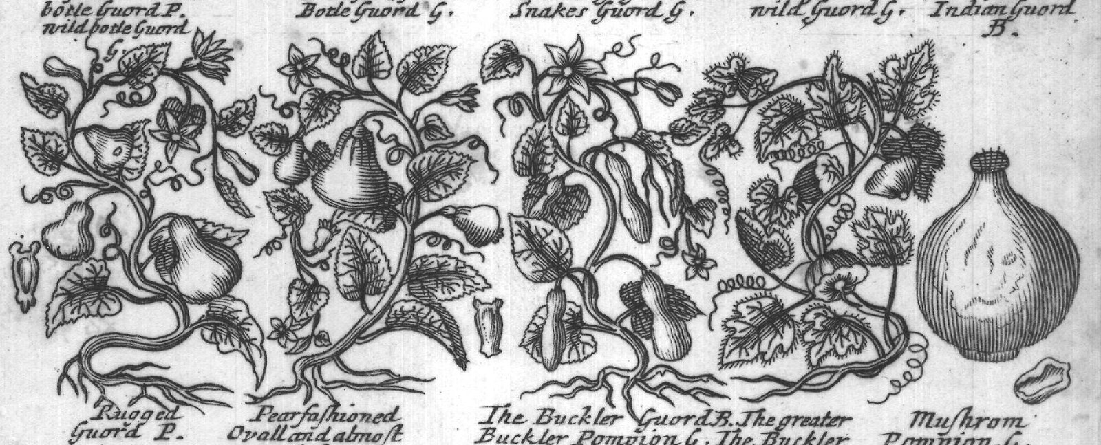 Engraved plant figure: French Pata Virginian
