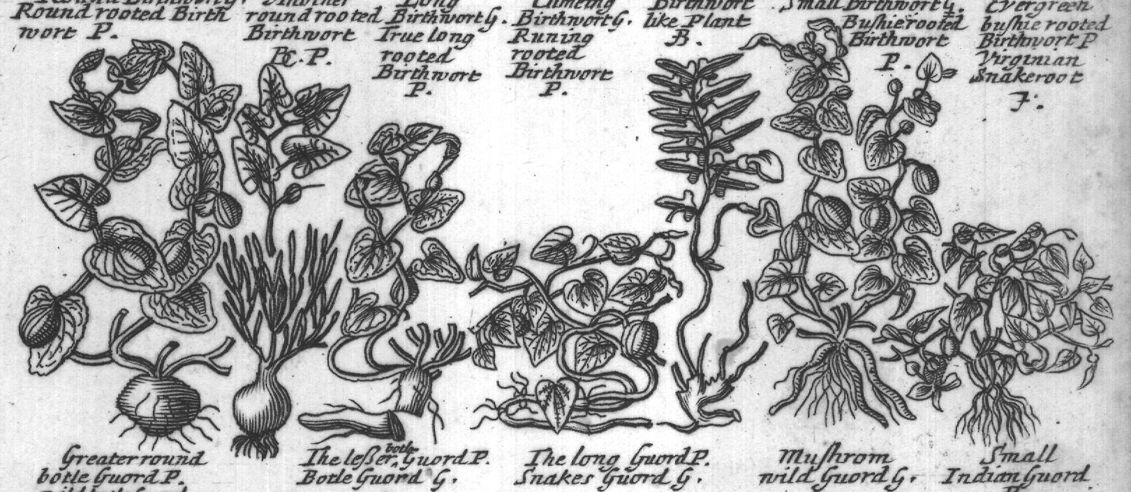 Engraved plant figure: French Pata Virginian