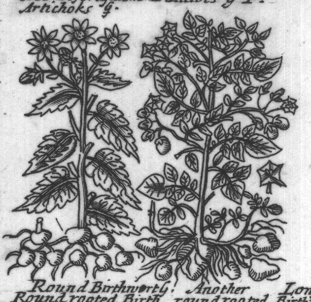 Engraved plant figure: French Pata Virginian