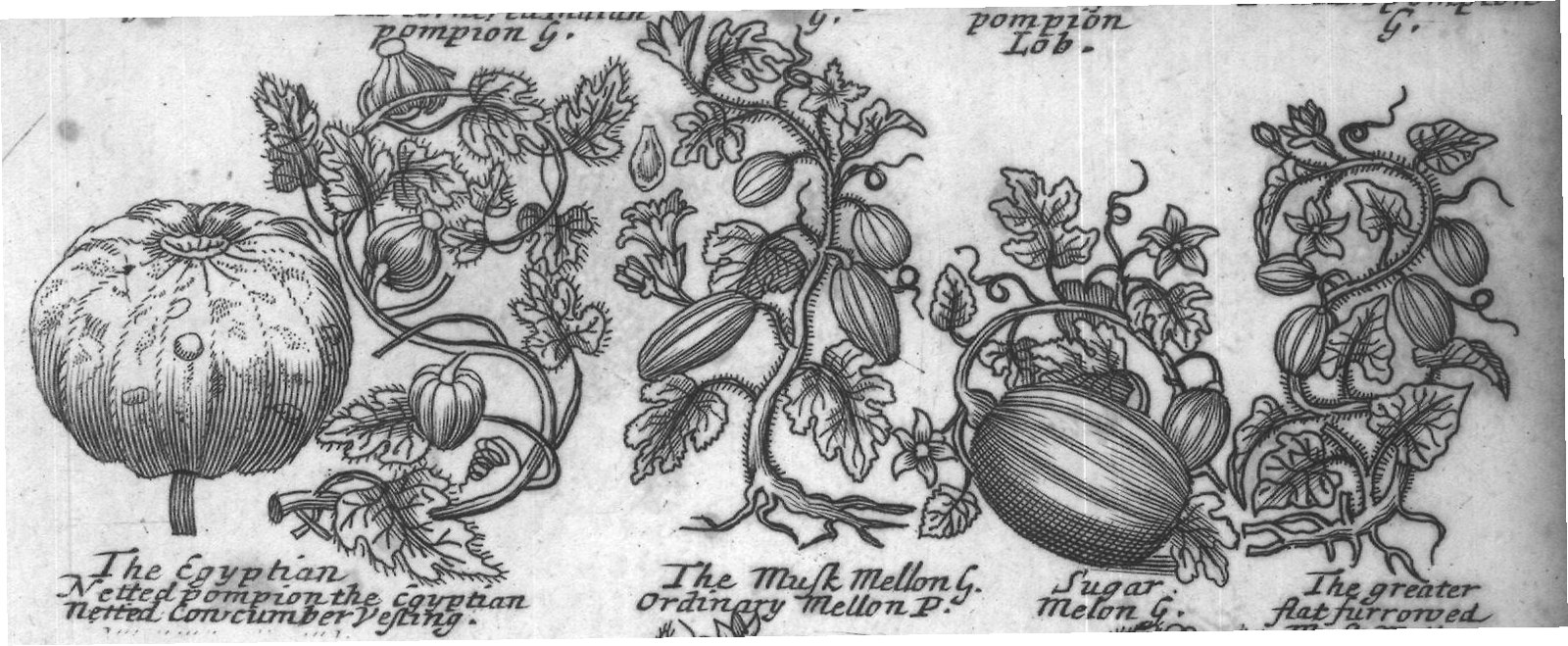 Engraved plant figure: Smallround