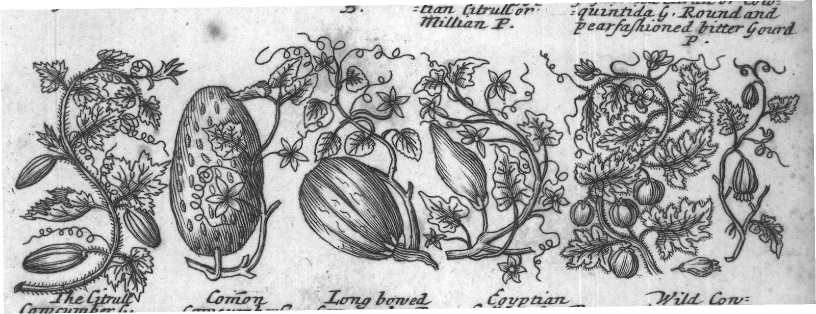 Engraved plant figure: Smallround