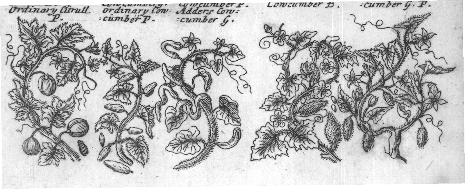 Engraved plant figure: Smallround