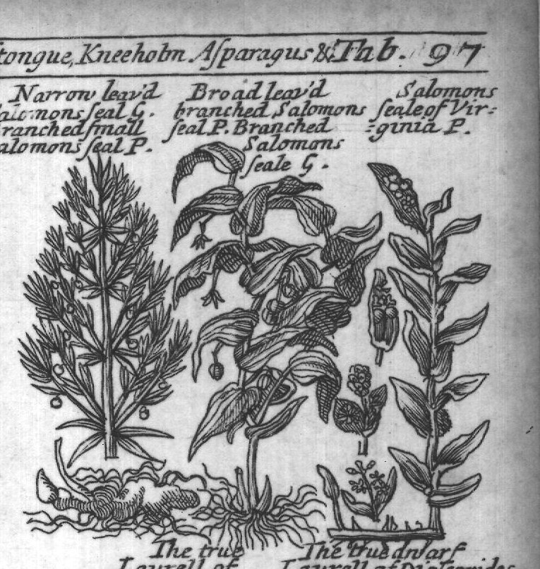 Engraved plant figure: Salomons