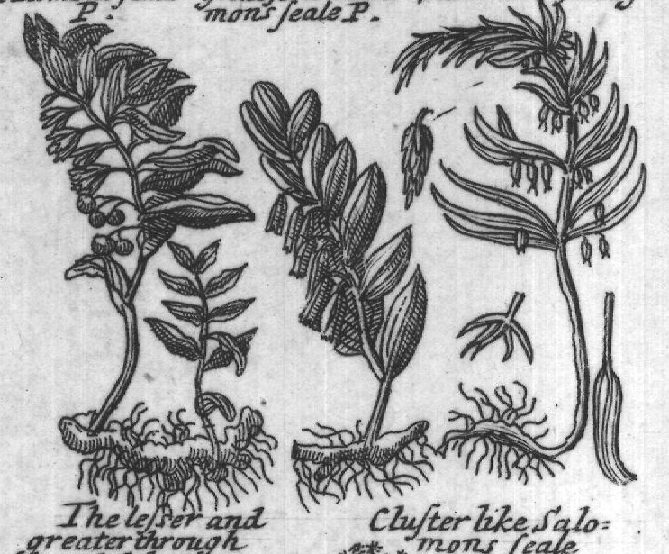 Engraved plant figure: Salomons