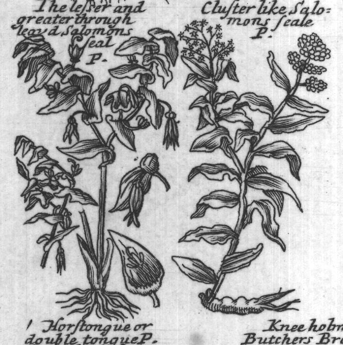 Engraved plant figure: Salomons