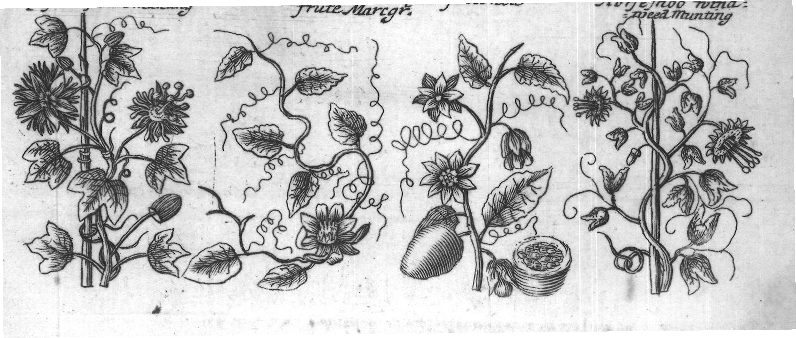 Engraved plant figure: White