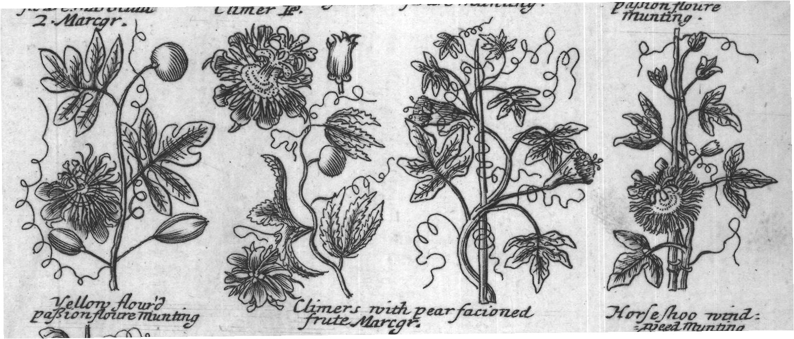 Engraved plant figure: White