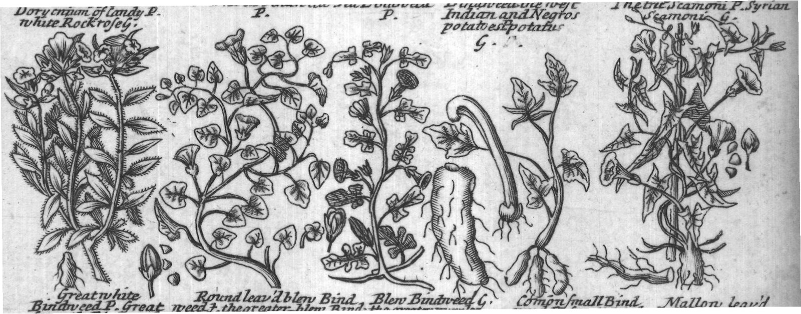 Engraved plant figure: Foy G