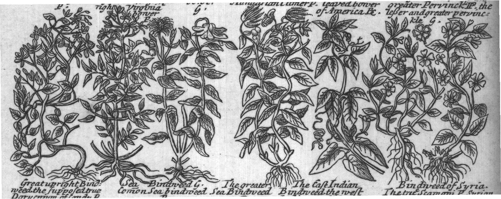 Engraved plant figure: Foy G