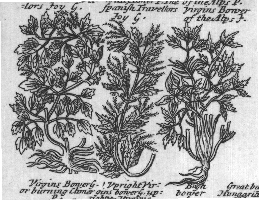 Engraved plant figure: Foy G