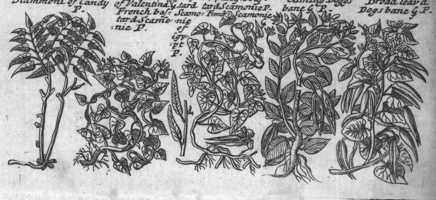 Engraved plant figure: Bindweed with