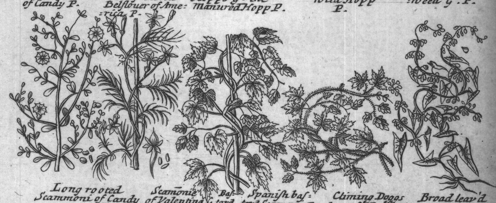Engraved plant figure: Bindweed with