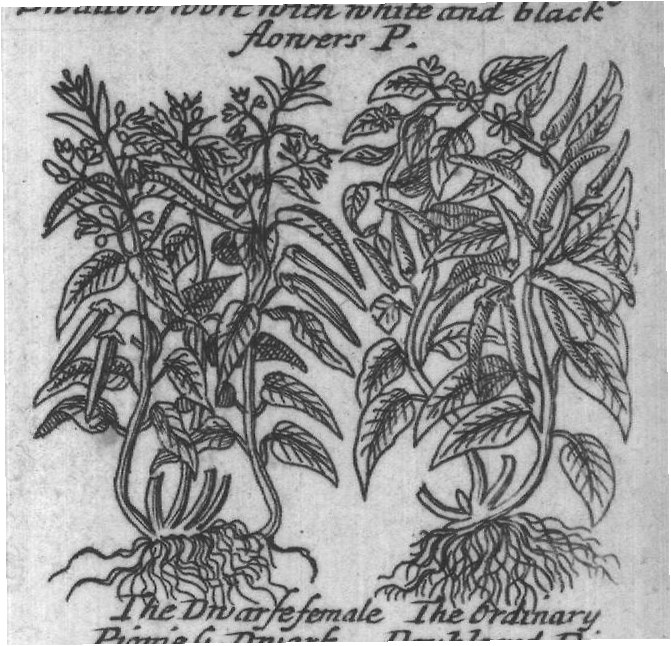 Engraved plant figure: American Dogsbain P
