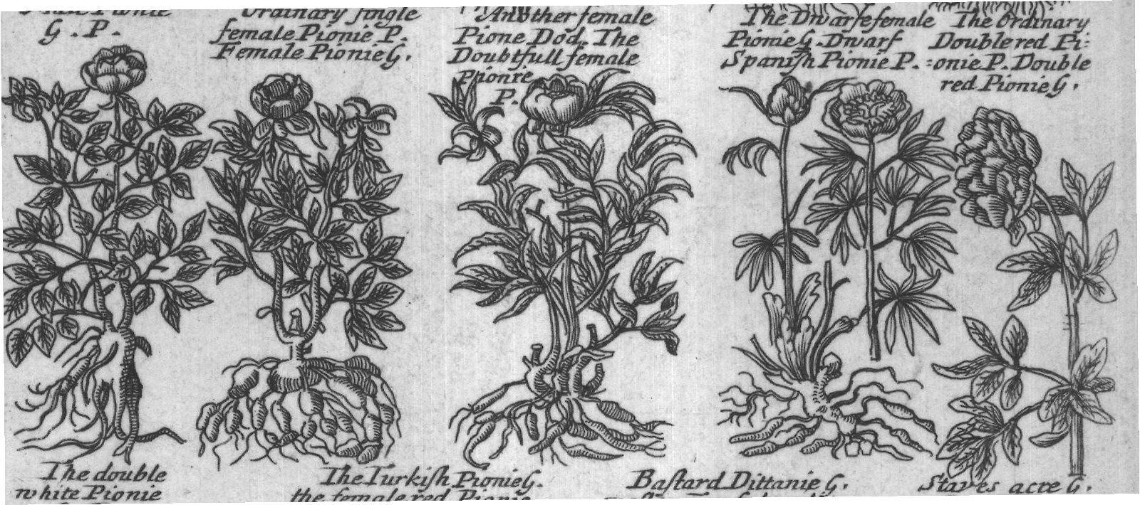 Engraved plant figure: American Dogsbain P