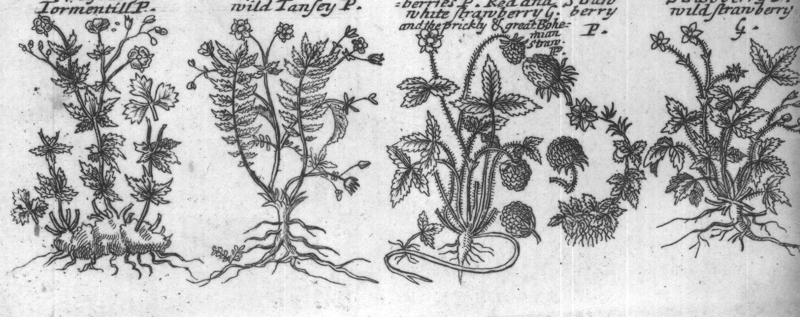 Engraved plant figure: Cinkfoile P