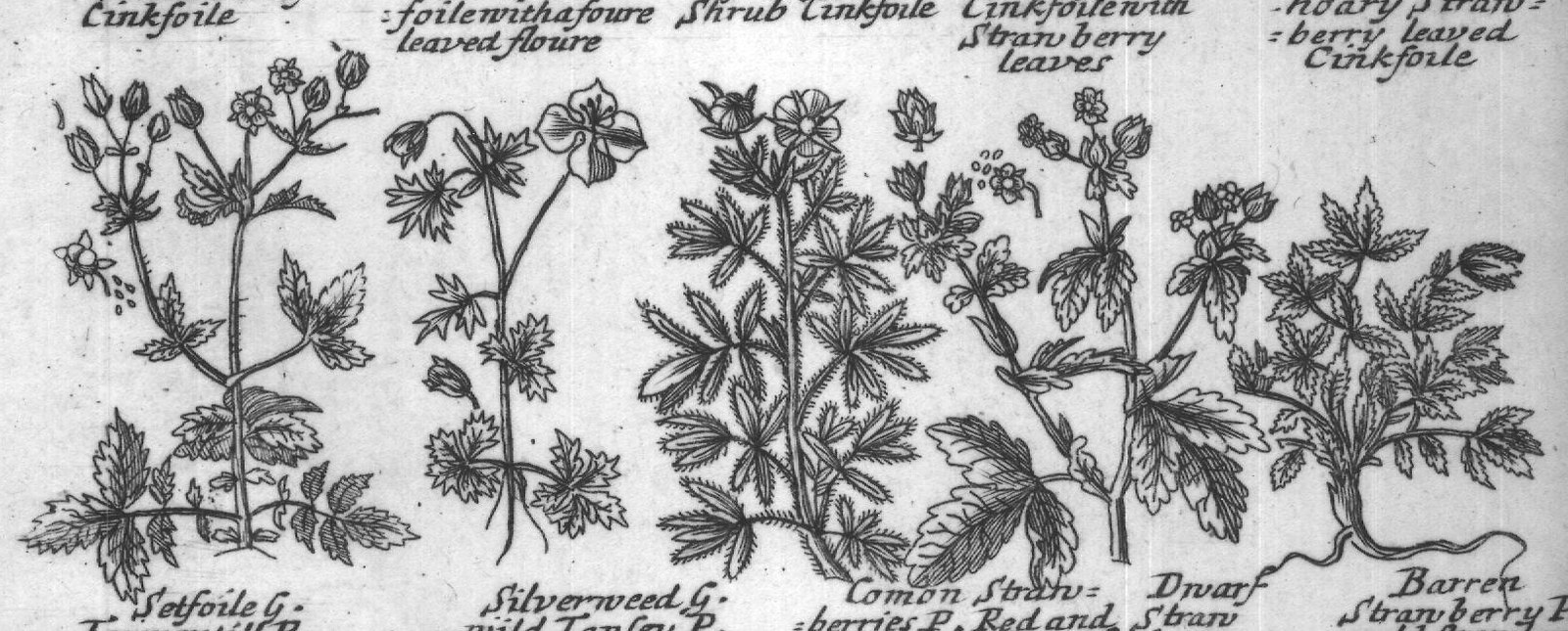 Engraved plant figure: Cinkfoile P
