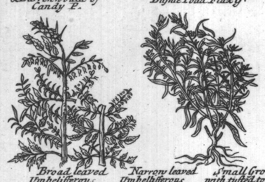 Engraved plant figure: Another Marsh Ave