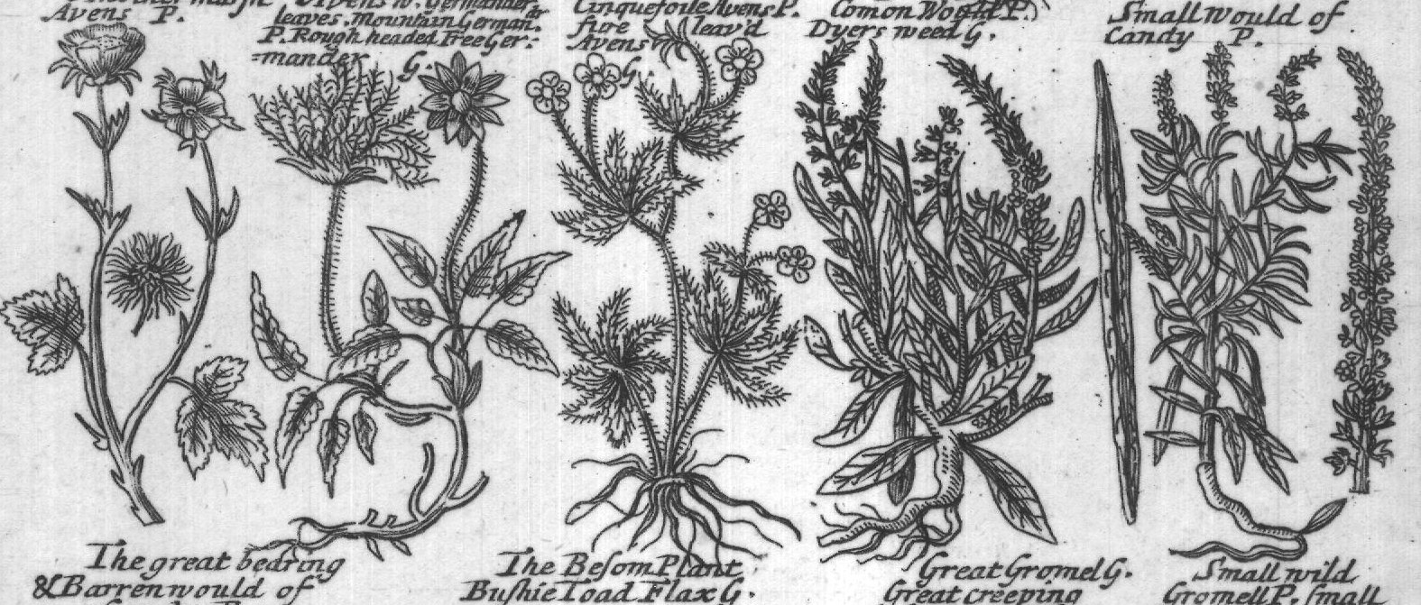 Engraved plant figure: Another Marsh Ave