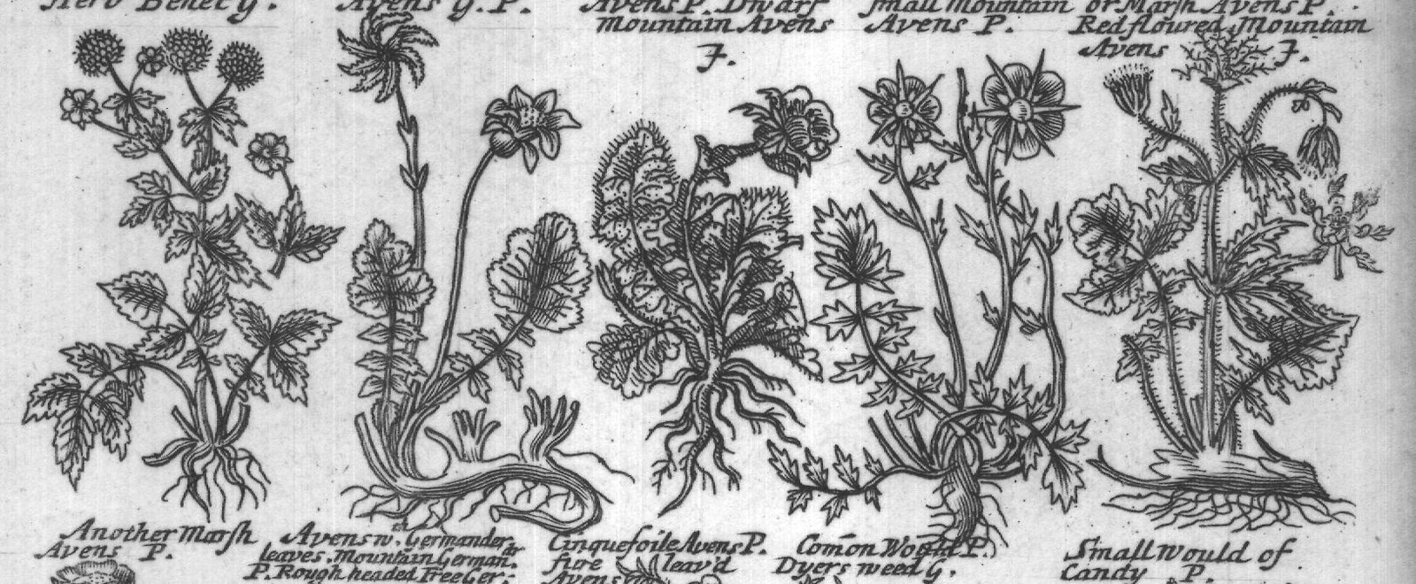 Engraved plant figure: Another Marsh Ave