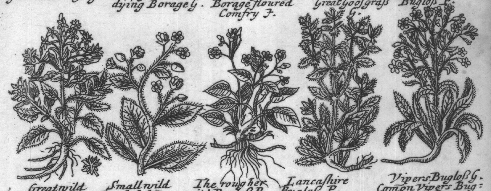 Engraved plant figure: Everliving