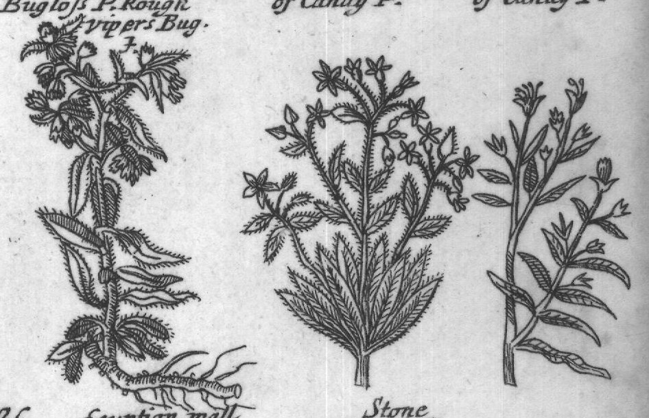 Engraved plant figure: Everliving