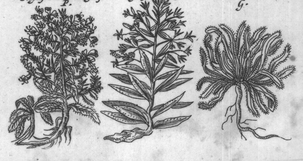 Engraved plant figure: Everliving