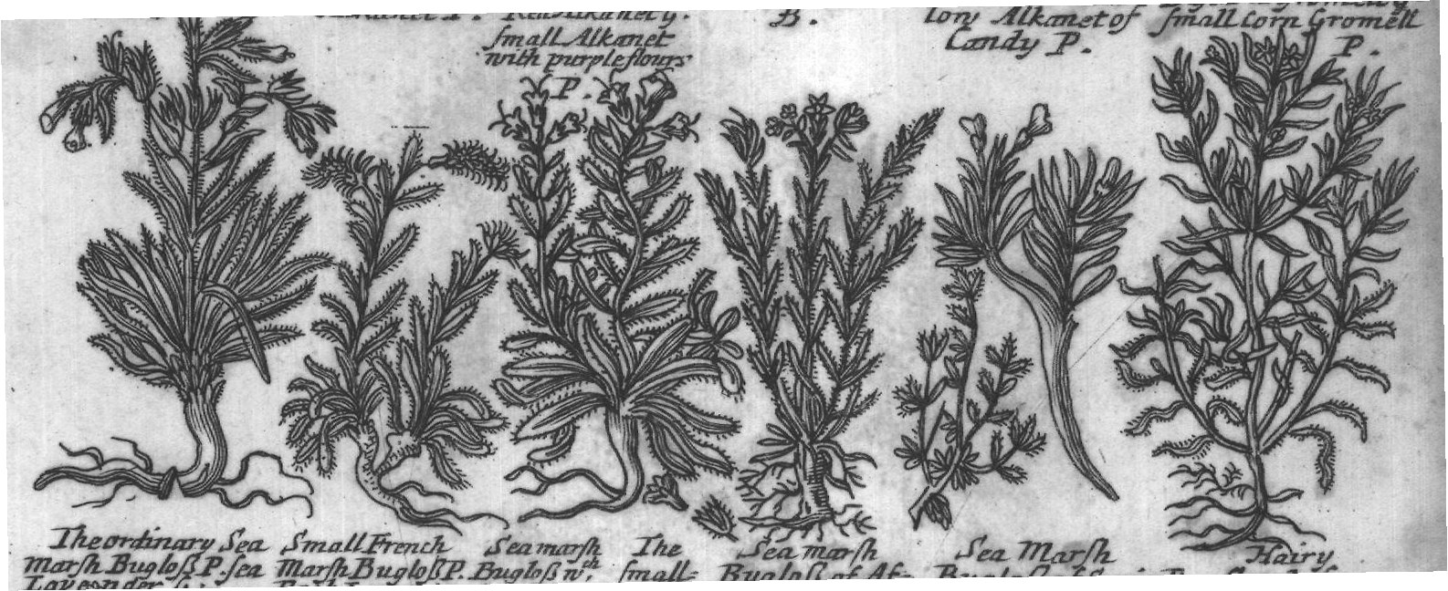 Engraved plant figure: Alkanet of Wooddy