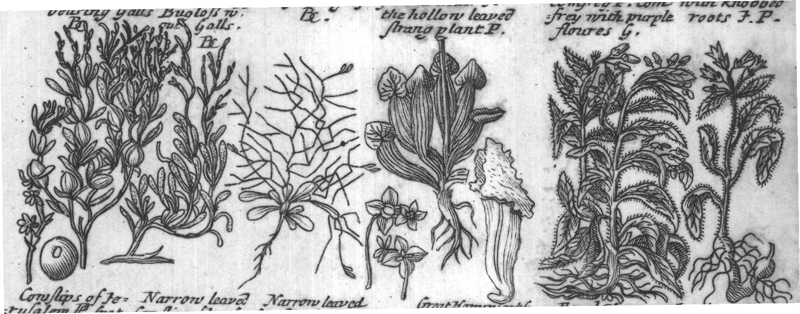 Engraved plant figure: Alkanet of Wooddy